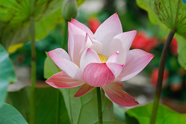 istock The beautiful blossoming lotus 620996670