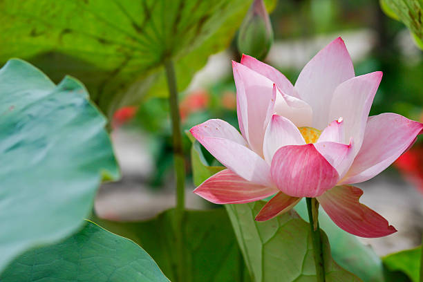 istock The beautiful blossoming lotus 620996696