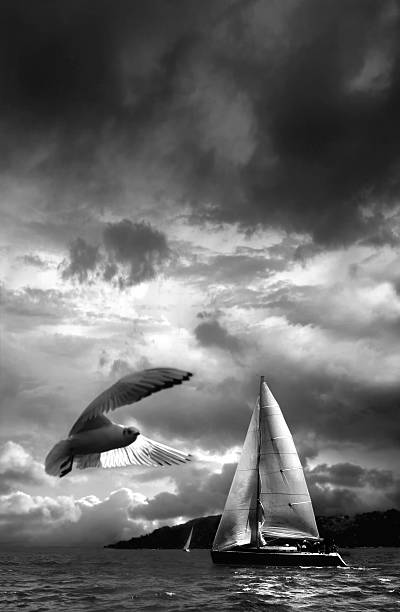 sailing boat and seagull sailing boat on sea and flying seagull over cloudy sky puddle photos stock pictures, royalty-free photos & images