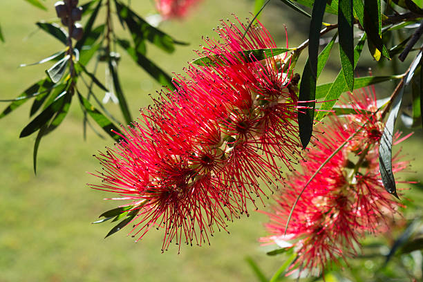 istock Callistemon Citrinus - Crimson Red Bottlebrushes 620997556