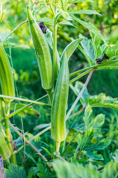okra, dedo de dama, gombo, gumbo, bendee, hierba verde en el tallo - ladys finger fotografías e imágenes de stock