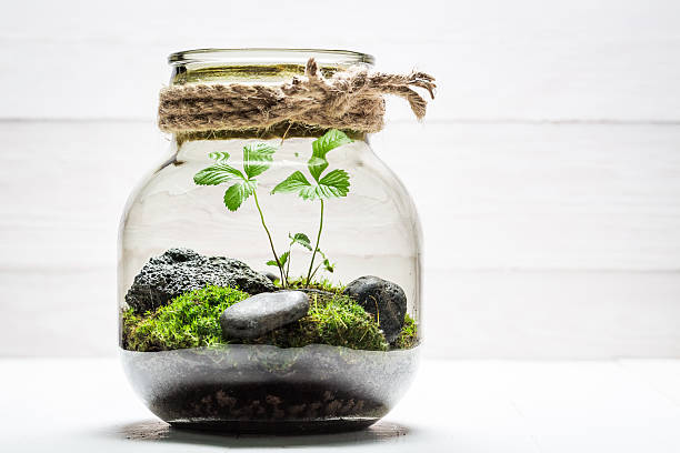 Amazing jar with piece of forest as new life concept Amazing jar with piece of forest as new life concept terrarium stock pictures, royalty-free photos & images