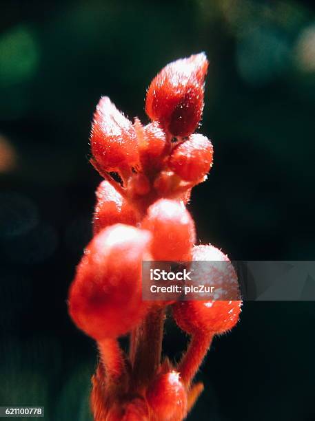 Hues Of Crimsons Stock Photo - Download Image Now - Extreme Close-Up, Flower, Macrophotography