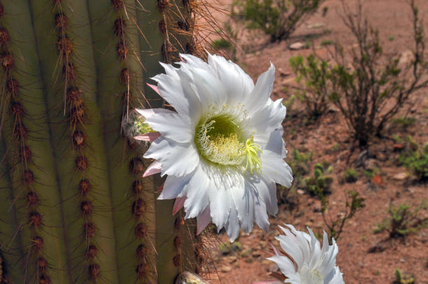 istock Blossoming Argentine Giant Cactus, Echinopsis candicans 621101226