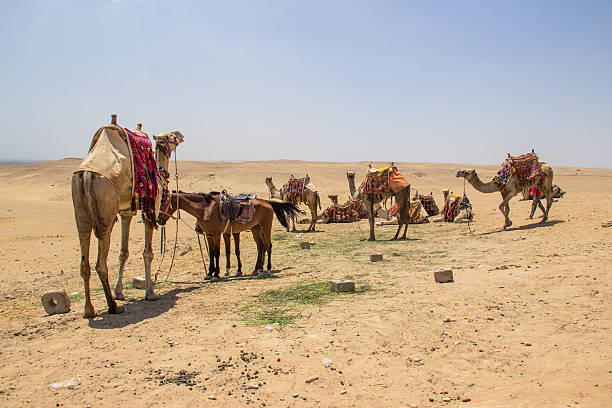 istock Egypt: Camels and Horses at Giza 621101356