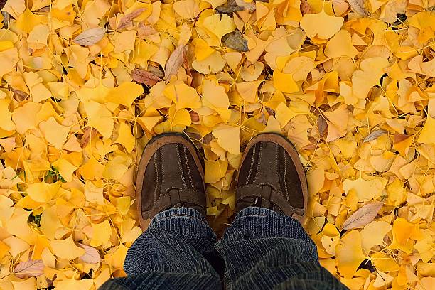 istock Walk around Japanese Autumn Ginkgo leaves 621101782