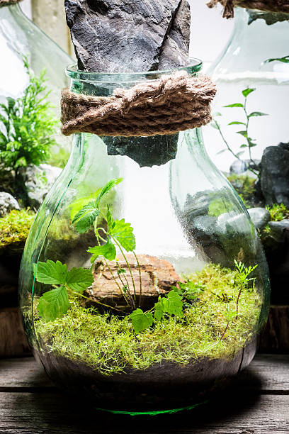 istock Wonderful jar with live forest, save the earth idea 621102042