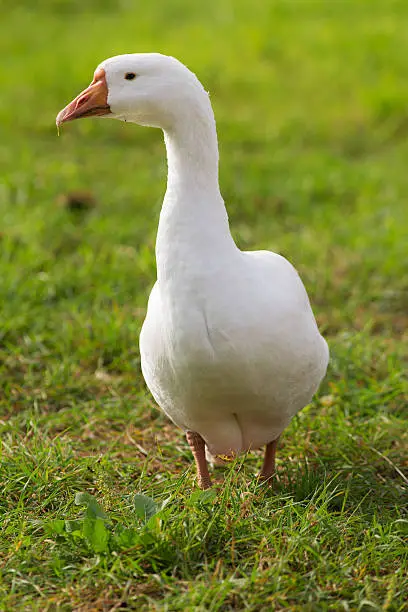 Photo of white goose on a farm
