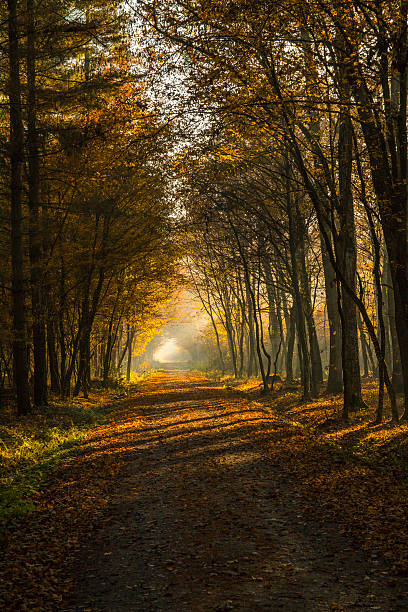 istock Autumn woodland 621102206