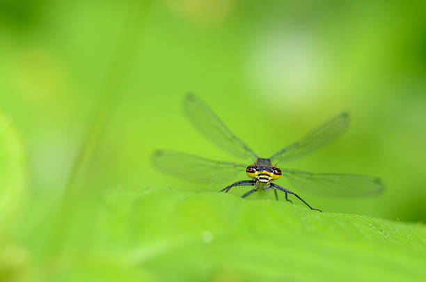 istock Large red damselfly, Pyrrhosoma nymphula 621102222