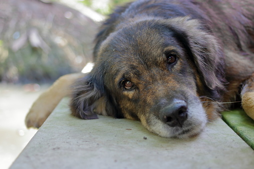 lovely lonely dog waiting for its ower, shallow depth of field