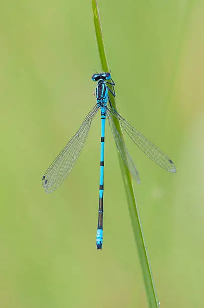 Photo of Azure Damselfly, Coenagrion puella