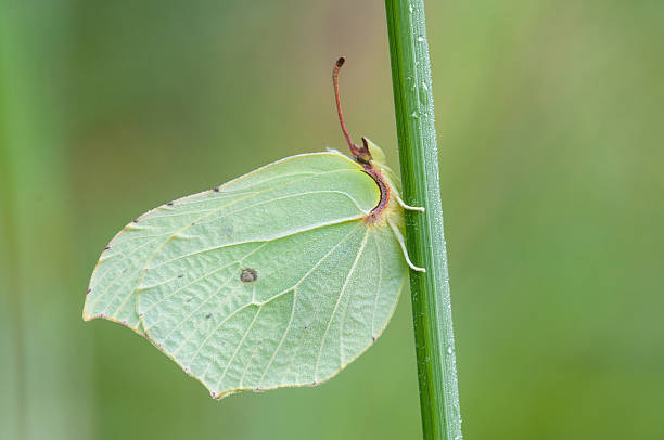 istock Brimstone, Gonepteryx rhamni 621102538