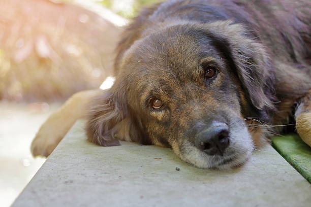 encantador perro solitario esperando su ower - sadness depression dog retriever fotografías e imágenes de stock
