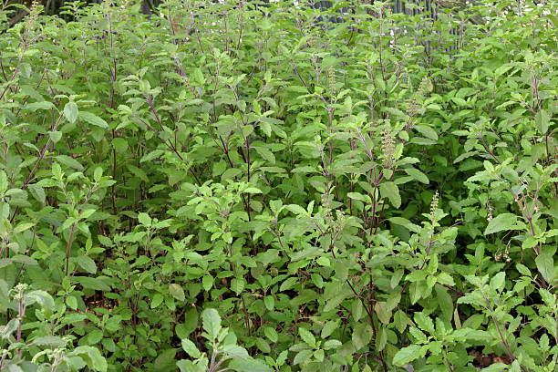 istock Holy basil or Scientific name is Ocimum tenuiflorum 621104050