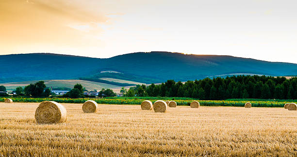 istock sunset over farm field with hay bales 621104078