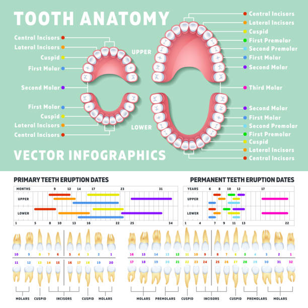Orthodontist human tooth anatomy vector infographics with teeth diagrams Orthodontist human tooth anatomy vector infographics with teeth diagrams. Medical dental diagram illustration human mouth stock illustrations