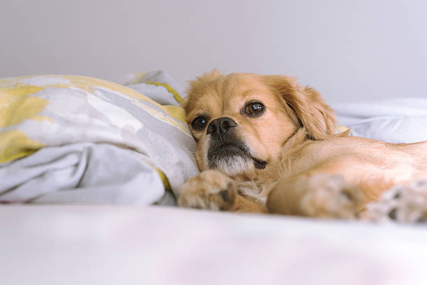 istock Small cute dog laying and relaxing in bed 621105774