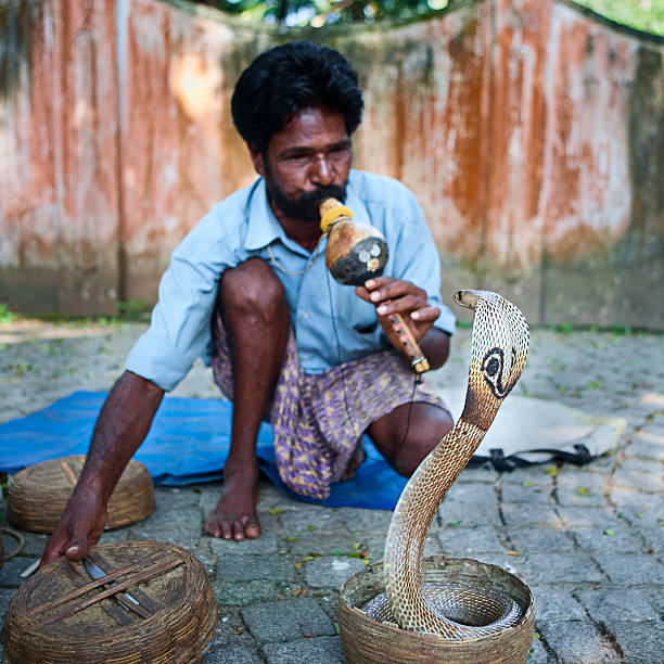 indische rinnsreizer in der nähe von fort kochi, kerala - cobra people india snake stock-fotos und bilder