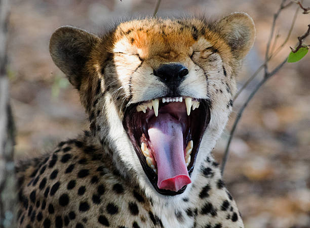istock Yawning Cheetah in Hwange National Park 621108020