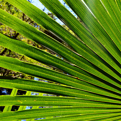 Tropical fern that grows in the pattern of a fan