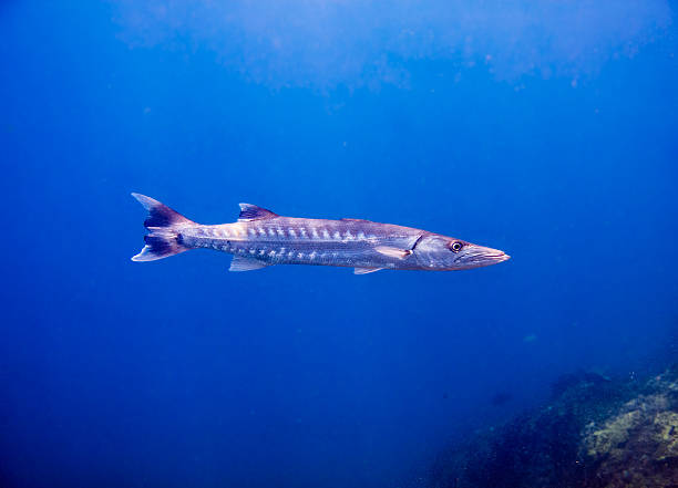 An underwater image of a Great Barracuda (Sphyraena).  This saltwater fish lives on tropical reefs and is a ferocious predator of smaller fish.  This side view shows its distinctive chevron markings.  These fish often cruise alone on the outskirt of the reef as shown here.  This behavior enables them to quickly catch their prey, the instinctive urge that ensures the success and survival of their species.  This image was taken at Phi Phi, Thailand, whilst scuba diving.