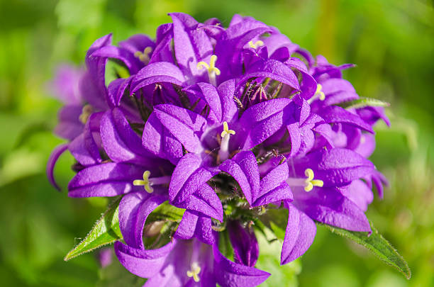 Campanula glomerata  or  clustered bellflower