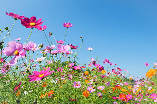 istock Cosmos field of blue sky back 621109262