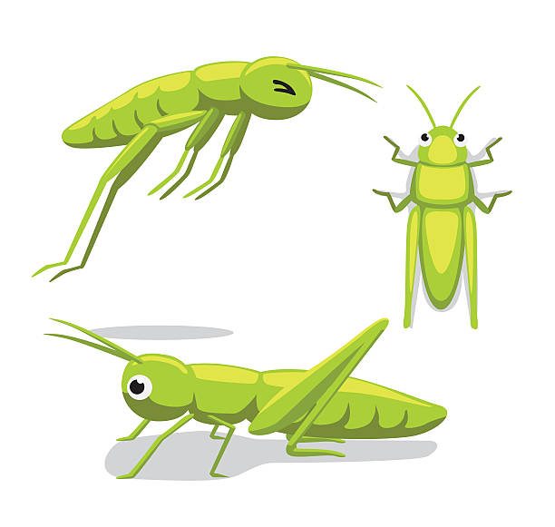 귀여운 메뚜기 포즈 만화 벡터 일러스트 - grasshopper stock illustrations