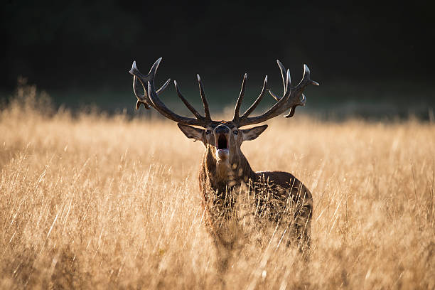 istock Majestic red deer stag cervus elaphus bellowing in open grass 621110190