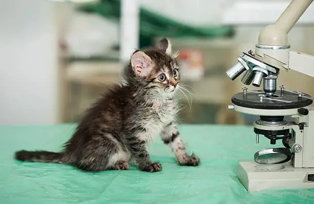 Photo of Kitten with microscope