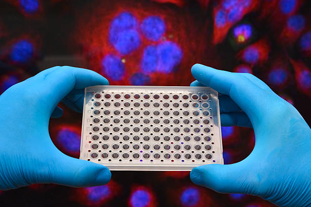 badania w laboratoriach biologicznych. - test tube microplate cell biotechnology zdjęcia i obrazy z banku zdjęć