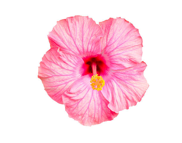 istock pink 