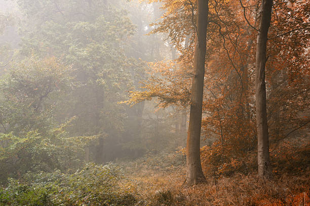 istock Seasons changing from Summer into Autumn Fall concept shown 621111030