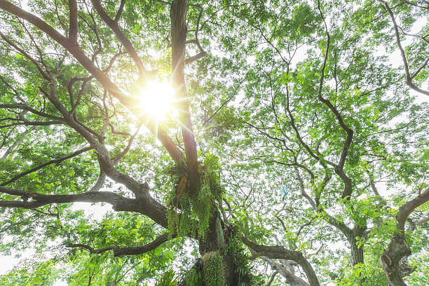istock bottom view of fresh green forest with sunlight, nature  background 621111210