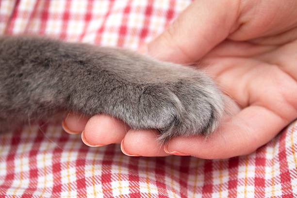 istock Fluffy gray kitten paw in the women's palm, hand 621111230