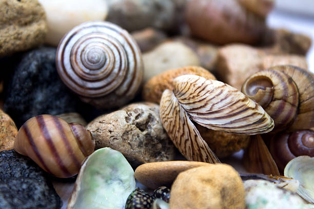 Hand holding shell