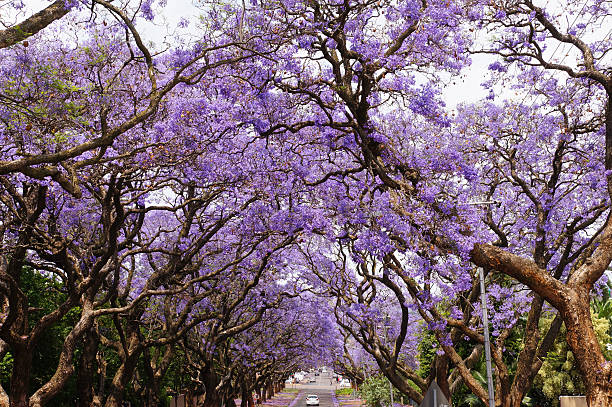 istock Beautiful violet vibrant jacaranda in bloom. 621111678
