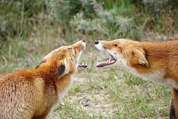 istock Submissive and a Dominant Red Foxes meet 621111854