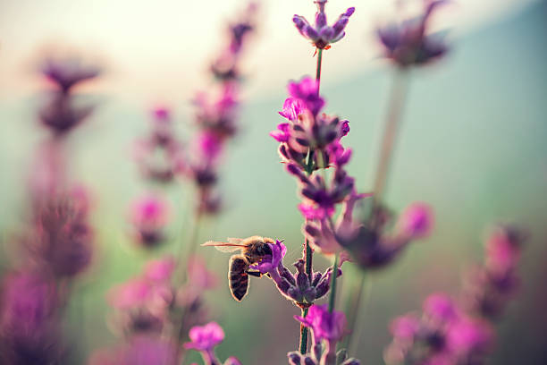 istock Bee on lavender flower in the field 621112242
