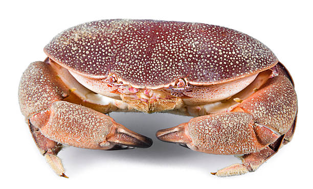istock Crab, Atergatis roseus, Isolated 621112586