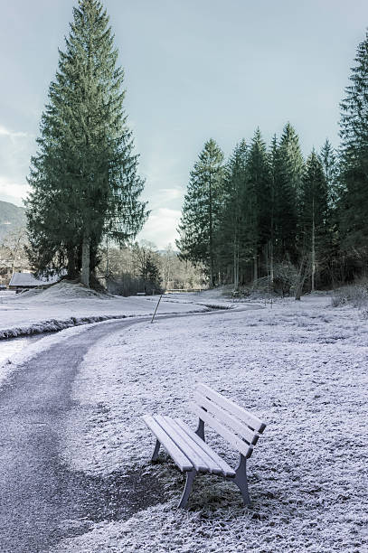 Frozen path and bench Winter image with an alley and a wooden bench, covered with frost, near the coniferous forest, in Ehrwald, Austria ehrwald stock pictures, royalty-free photos & images