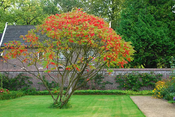 Single Staghorn sumac with changing Color standing in an ornamental garden.