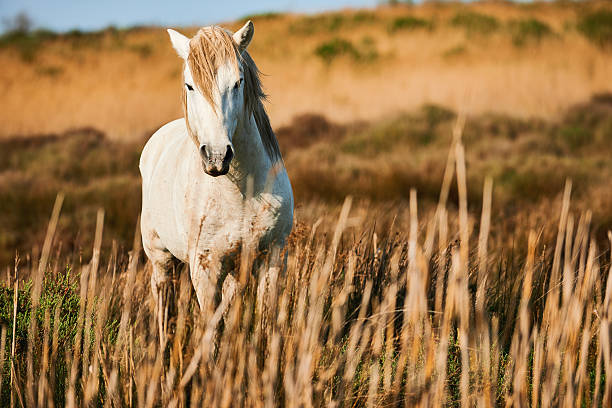 istock White horse of Camargue 621116358