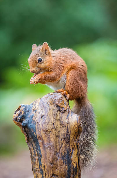 istock Red squirrel in woodland 621117712