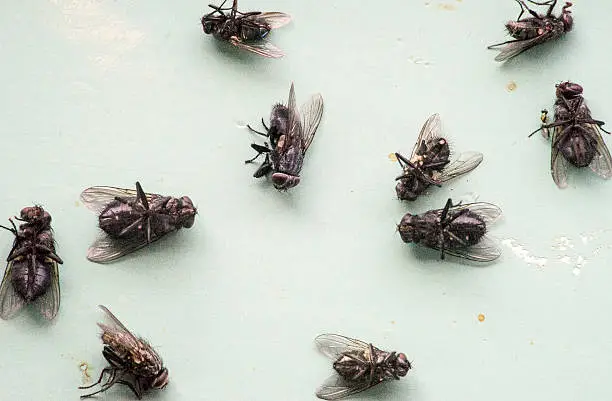 flies are carriers of various viruses