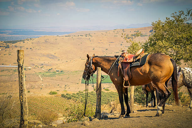 istock Horse tie to a pole in a ranch 621118030