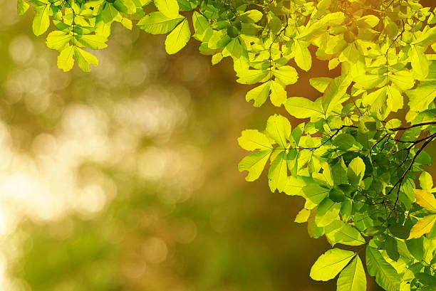 istock green leaves branches in a forest with sunlight 621118658