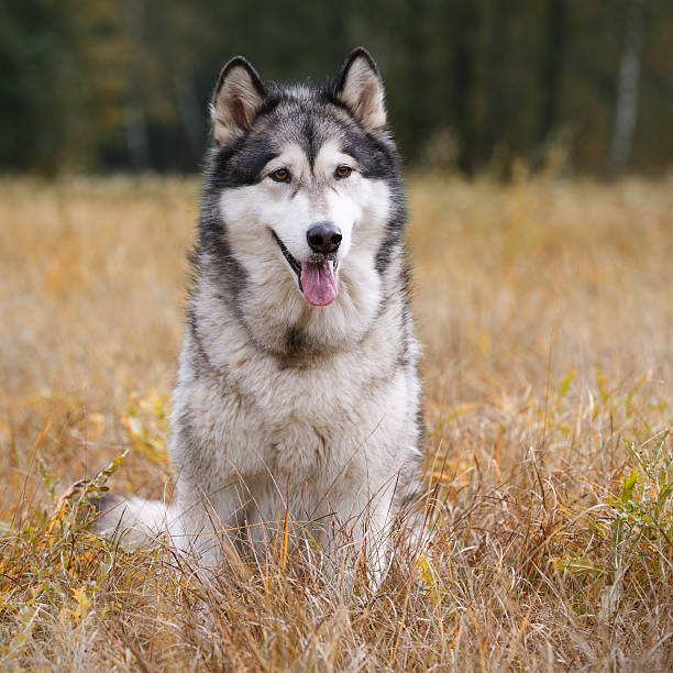 istock Dog breed Alaskan Malamute 621120796