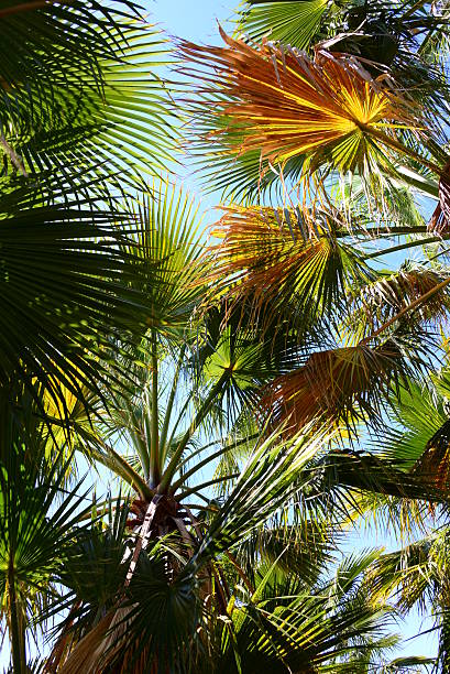 istock In the PalmEngarten - Jungle - Palm Leaves - Spain 621120856